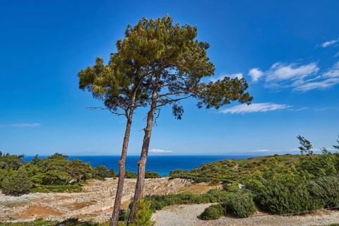 Two towering trees in front of an ancient ruins landscape under a blue sky, Kamiros, Archaeological
