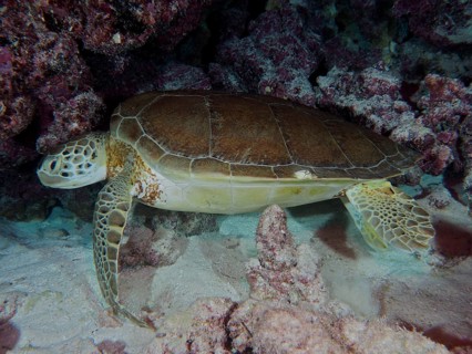 Hawksbill sea turtle (Eretmochelys imbricata imbricata) resting on the seabed at night next to