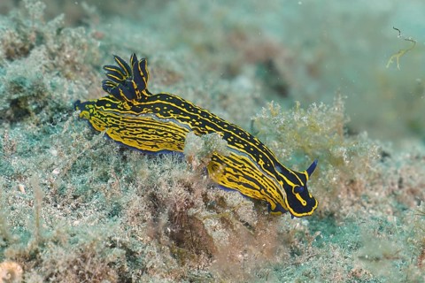 A yellow-violet striped star snail (Felimare Picta) under water. Dive site El Cabron marine