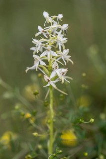 Lesser butterfly-orchid (Platanthera bifolia), Emsland, Lower Saxony, Germany, Europe