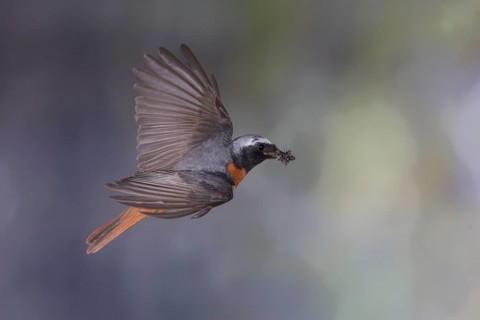 Common redstart (Phoenicurus phoenicurus), male approaching the nest with food in his beak, North