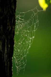 Spider web on oak trunk in backlight, Rosensteinpark, Stuttgart, Baden-Württemberg