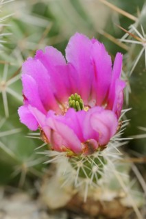 Hedgehog cactus (Echinocereus enneacanthus), flower, native to North America