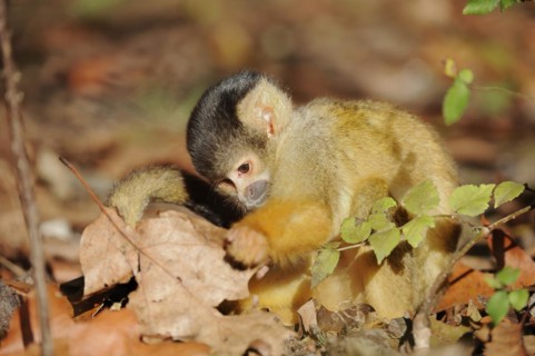 Black-capped squirrel monkey (Saimiri boliviensis), juvenile, captive, occurrence in South America