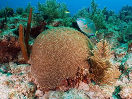 A lively underwater scene with a prominent Brain coral (Diploria labyrinthiformis) and a stoplight