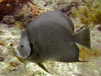Gray angelfish (Pomacanthus arcuatus), dive site John Pennekamp Coral Reef State Park, Key Largo,