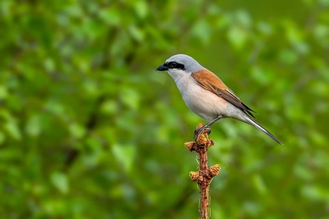 Red-backed shrike (Lanius collurio) adult male perched in pine tree at forest edge in spring