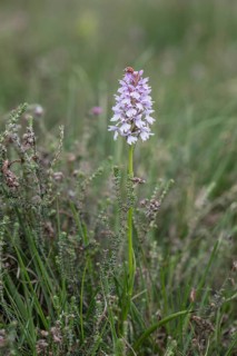 Southern marsh orchid (Dactylorhiza praetermissa), Emsland, Lower Saxony, Germany, Europe