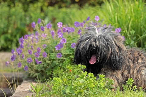 Puli, rare dog breed