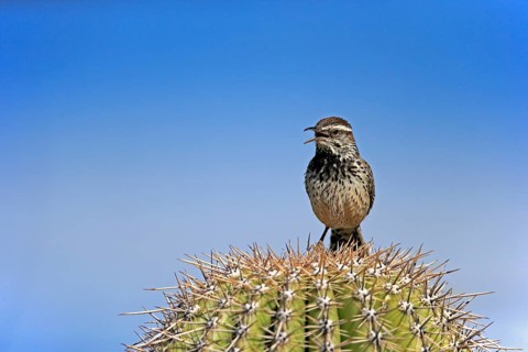 Cactus wren (Campylorhynchus brunneicapillus), adult, on saguaro cactus, singing, calling, Sonoran