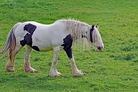 Shaggy horse in a pasture, Irish Tinker, Scotland, Great Britain