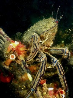 Camouflaged velvet crab (Necora puber) sits on clonal plumose anemones (Metridium senile) in the