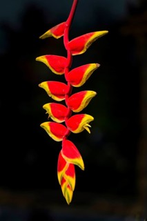 Heliconia (Heliconiaceae), tropical plant, flora, botany, tropical, exotic, red, yellow, hanging