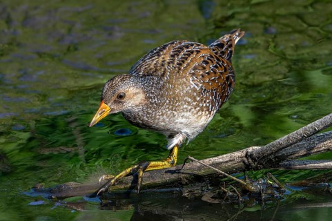 Spotted crake (Porzana porzana, Ortygometra porzana) foraging in marshland in summer