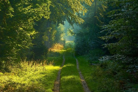 Picturesque forest path with bright sunbeams and lush greenery, a peaceful nature picture,