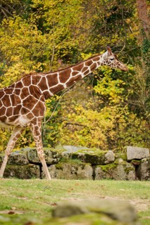 Reticulated giraffe (Giraffa camelopardalis reticulata) walking on a meadow, captive, Germany,
