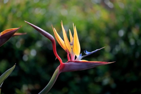 Bird of paradise flower (Strelitzia reginae), flower, in bloom, Kirstenbosch Botanical Gardens,