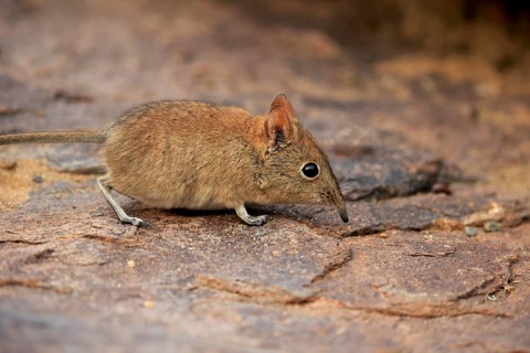 Short-eared elephant shrew, (Macroscelides probosideus), adult, foraging, Mountain Zebra National