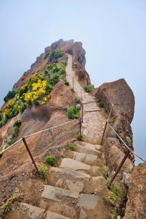 The hiking trail in mountains between Pico de Arieiro and Pico Ruivo in clouds with blooming