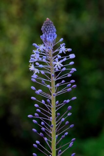 Merwilla (Merwilla), asparagus plant (Asparagaceae), flowering, flower, in spring, Kirstenbosch