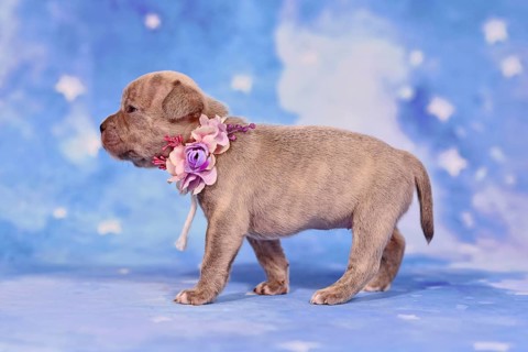 Example of responsible breeding of a French Bulldog dog puppy with healthy long nose and tail