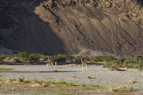 Angola giraffes (Giraffa camelopardalis angolensis) in the Hoanib dry river, Kaokoveld, Kunene