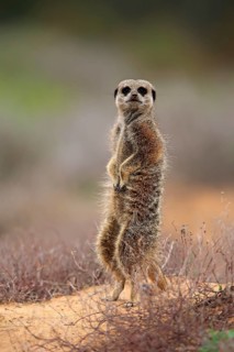 Meerkat (Suricata suricatta), adult standing upright, alert, on guard, Oudtshoorn, Western Cape,