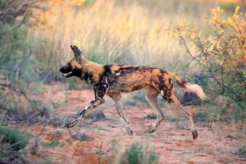 African wild dog (Lycaon pictus), adult hunting, running, Tswalu Game Reserve, Kalahari, Northern
