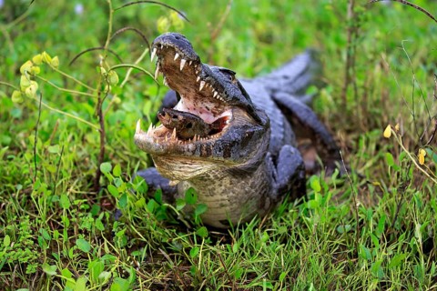 Spectacled caiman (Caiman yacare), adult, on land, feeding, with prey, feeding, eats fish,