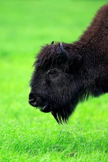 American Bison, wood bison (Bison bison athabascae), adult, feeding, portrait, Alaska Wildlife