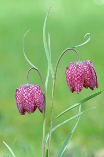 Snake's head fritillary (Fritillaria meleagris), two flowers in a meadow, inflorescence, early