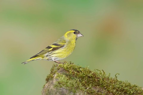 Eurasian siskin (Carduelis spinus), male sitting on a moss-covered stone, Wilnsdorf, North