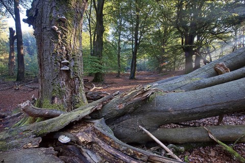 Tinder fungus (Fomes fomentarius) on dead copper beech (Fagus sylvatica) in a forest, Emsland,