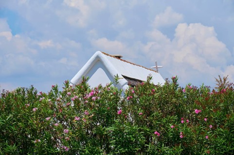 Small holiday home behind flowering oleander bushes (Nerium oleander), under a cloudy sky,