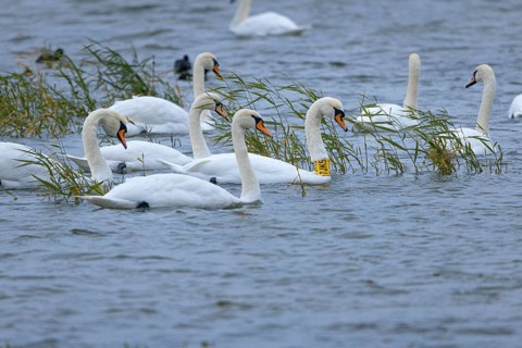 Swans (Cygnus) swimming on a calm body of water with reed grass in the background, Lake Neusiedl