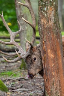 Antler rubbing against tree trunk by red deer (Cervus elaphus) stag with big antlers during the rut