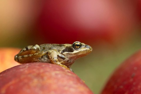Common frog (Rana temporaria) adult amphibian on a fallen apple fruit on a garden lawn in the