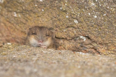 Brown rat (Rattus norvegicus) juvenile baby rodent animal emerging from a hole by a building brick