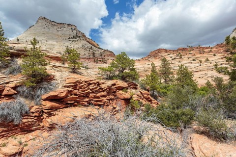 Patterns of erosion on the rock formations in Zion National Park, Utah