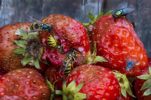 Wasps and flies eating rotten strawberries in garden