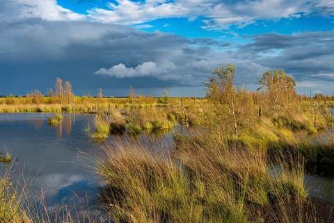 Goldenstedter Moor, nature reserve, peat moss, Goldenstedt, Lower Saxony, Germany, Europe