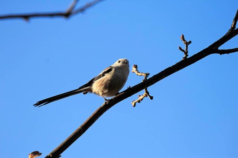 Long-tailed Tit (Aegithalos caudatus), winter time, Germany, Europe