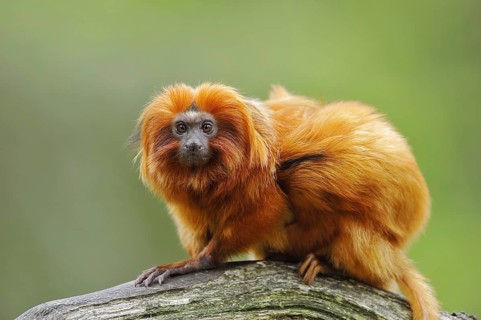 Golden lion tamarin (Leontopithecus rosalia), captive, occurrence in Brazil