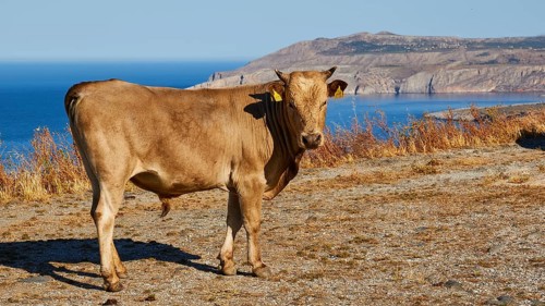 Cow on a rocky hill with a wide view over the sea under a clear blue sky, farm animals, Mani