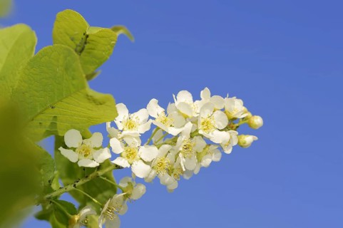 Common weeping cherry (Prunus padus, Padus avium), flowering, North Rhine-Westphalia, Germany,