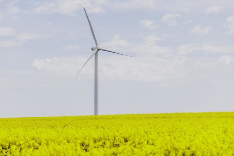 A wind turbine in a rapeseed field, photographed in Vierkirchen, 12/04/2024