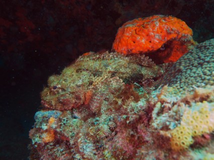 Well camouflaged banded scorpionfish (Scorpaena plumieri), dive site Nursery, Pompano Beach,