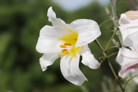 King lily (Lilium regale, Lilium myriophyllum), flower, ornamental plant, North Rhine-Westphalia,