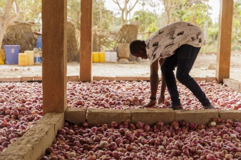 Onions, grown with organic fertiliser at the agroecological training centre Centre Beo-Noree in