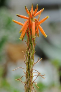 Close-up of tall green stem with blooming orange flowers (Aloe vera) in a natural setting